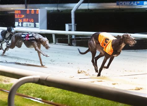gbgb results|Brighton & Hove Racing.